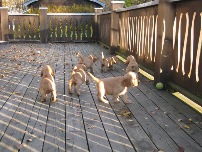 Dragongrdens Kennel